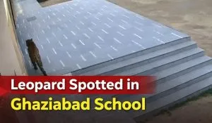 Leopard Spotted in Ghaziabad School(image: social media )