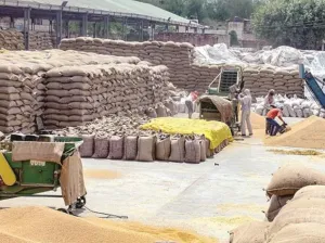 Wheat Export India News