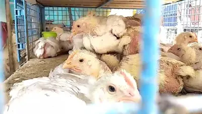 Bihar Bird Flu