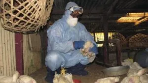 Bihar Bird Flu