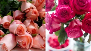 7 feb konsa day hota hai