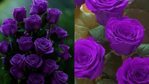 7 feb konsa day hota hai