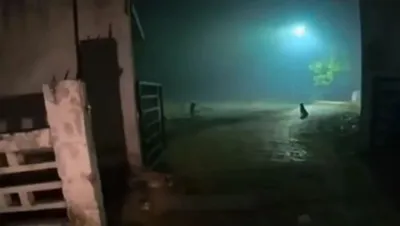 Graveyard food delivery viral videoo