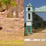 Blackbuck Reintroduction Chhattisgarh
