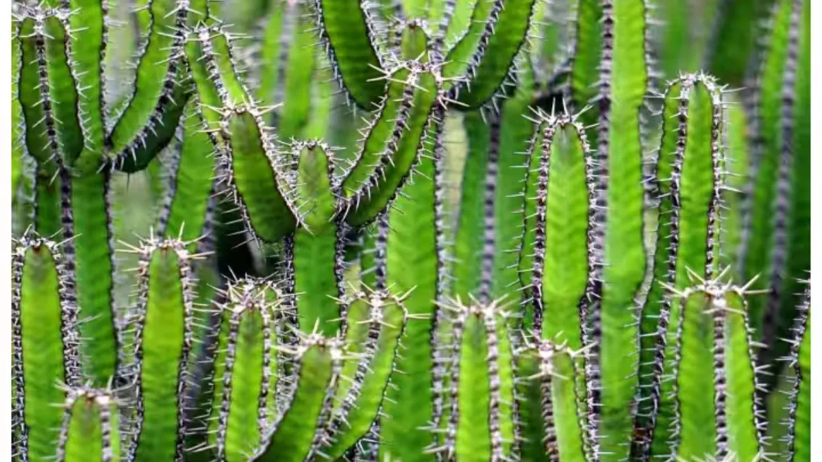 Cactus Plant