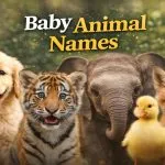 Baby Animal Names