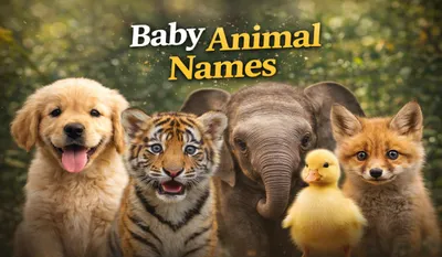 Baby Animal Names