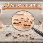 Ant Control Tips