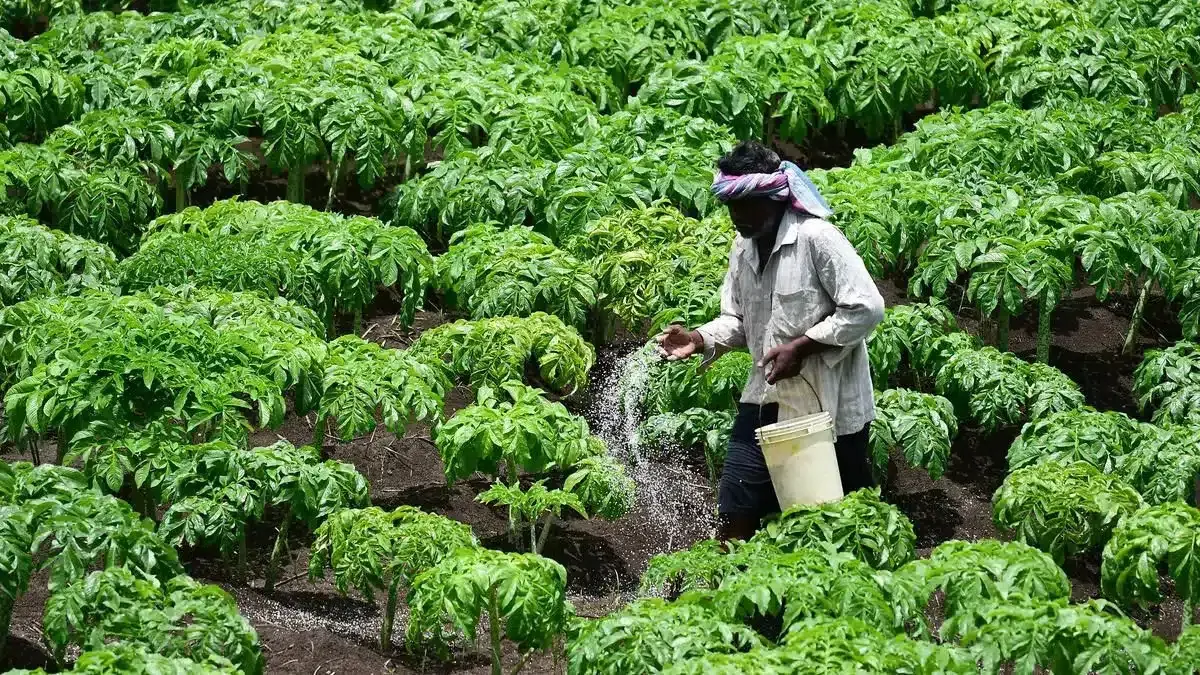 Fertilizer Import Crisis