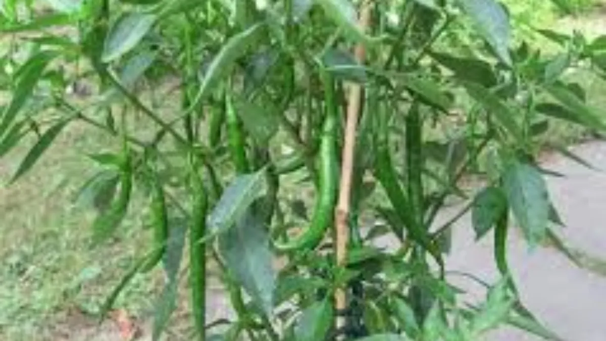 Green Chilli Plant