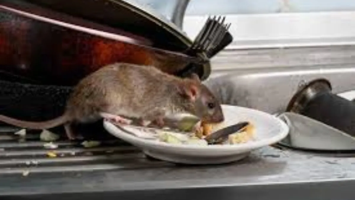 Home Remedies for Rats