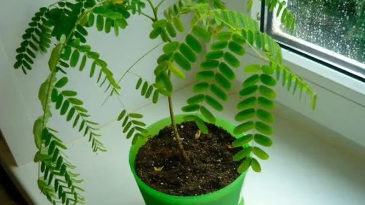 Imli Plant