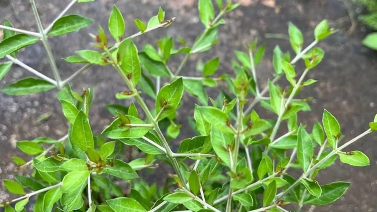Mehndi Plant