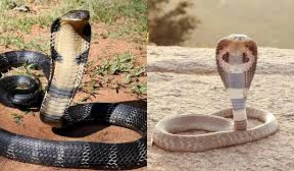 Rohtas Wedding Viral Video