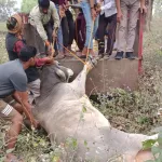 Sitapur Injured Nandi News