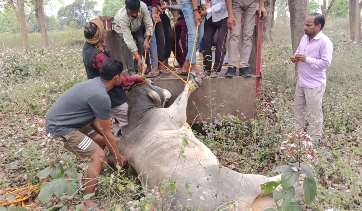 Sitapur Injured Nandi News