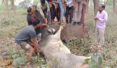 Sitapur Injured Nandi News