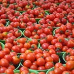 Tamil Nadu tomato price crash