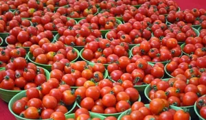 Tamil Nadu tomato price crash