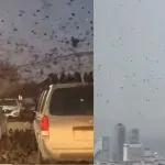 Tel Aviv Crows Flock Viral Video