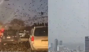 Tel Aviv Crows Flock Viral Video