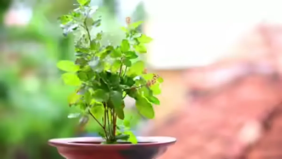 Tulsi Vastu Tips