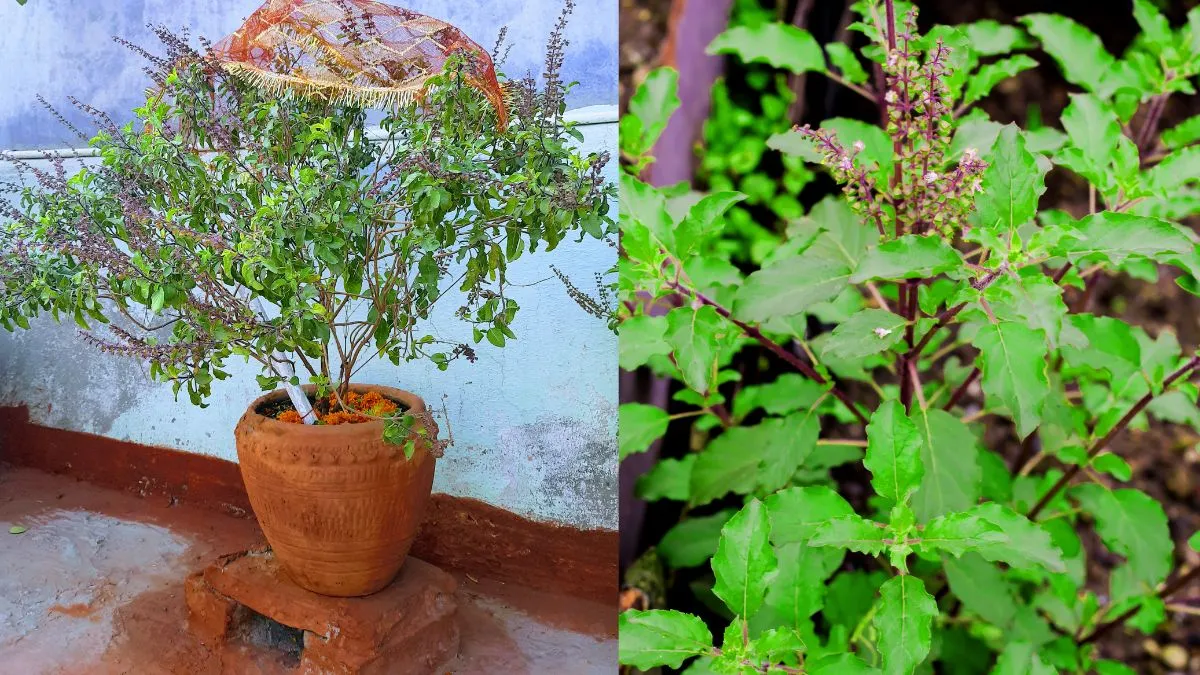 Tulsi Vastu Tips