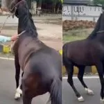 Anant Singh horse viral video