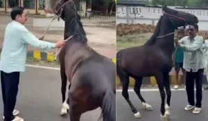 Anant Singh horse viral video