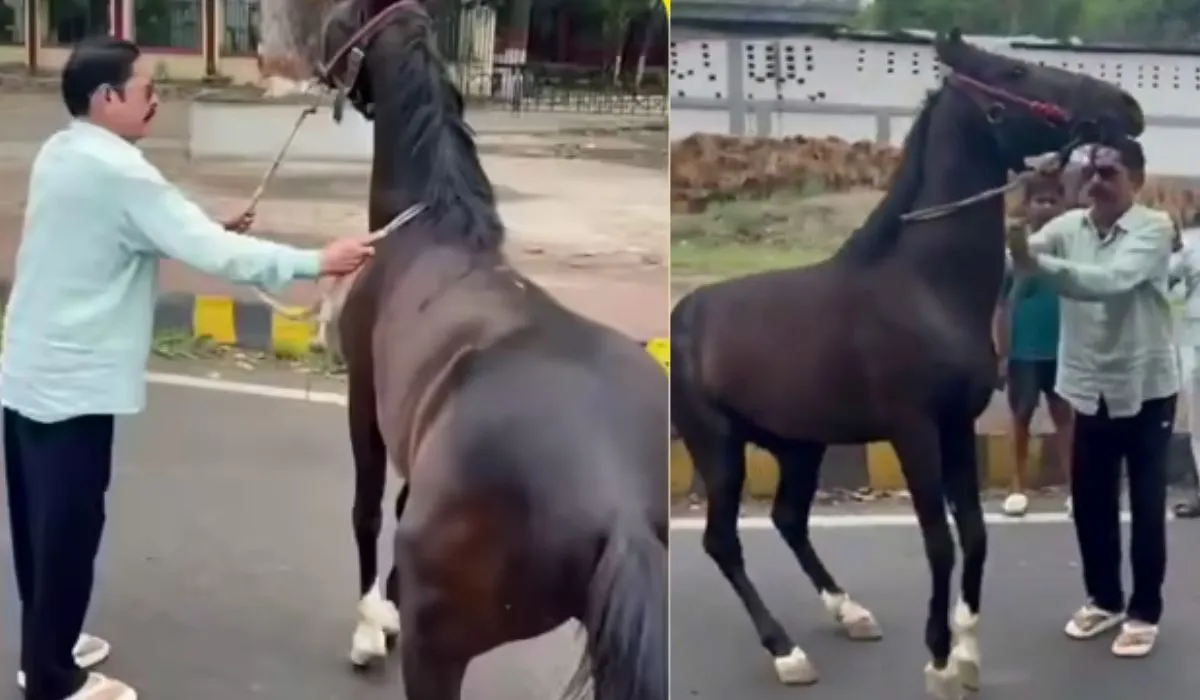Anant Singh horse viral video