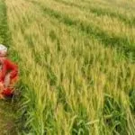 MSP Relief For Bihar Farmers