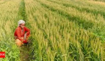 MSP Relief For Bihar Farmers
