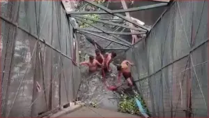 Delhi Roopnagar Bridge Incident