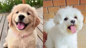 Animal baby names