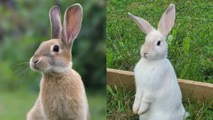 baby animals names list