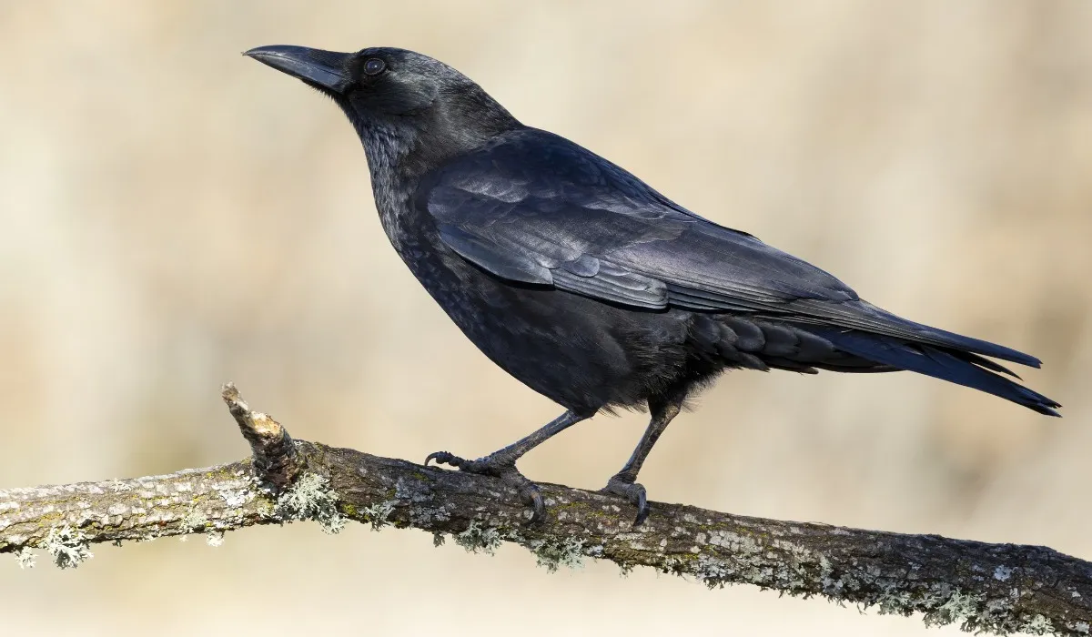Shagun Apshagun Related to Crows