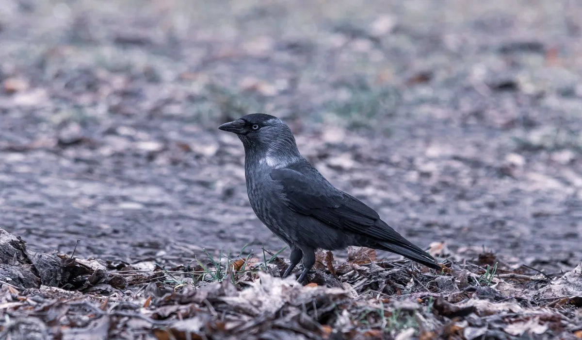 Shagun Apshagun Related to Crows