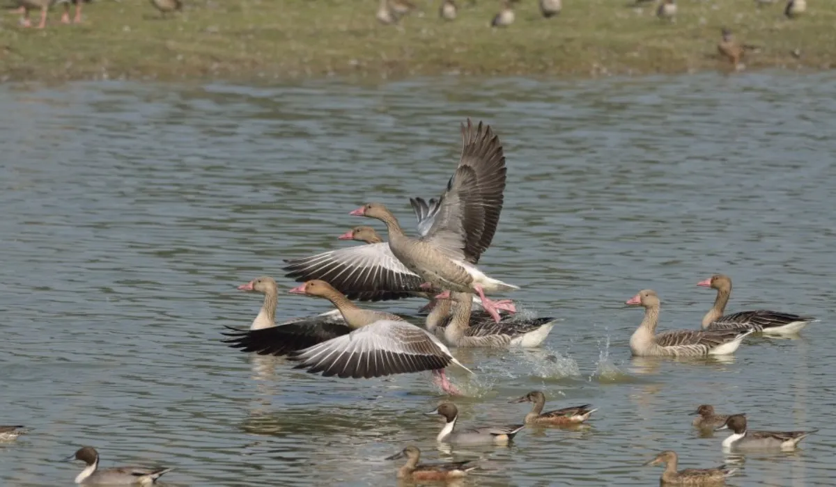 Shekha Jheel Bird Sanctuary
