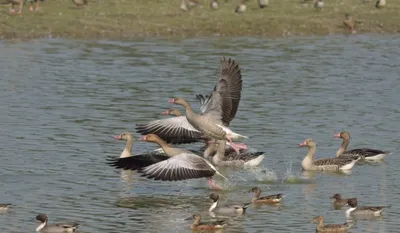 Shekha Jheel Bird Sanctuary