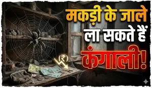 Spider Webs Vastu Shastra