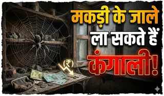 Spider Webs Vastu Shastra