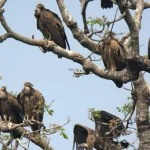 Dudhwa Tiger Reserve Vultures Death