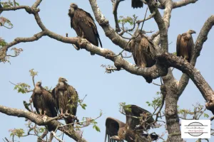 Dudhwa Tiger Reserve Vultures Death