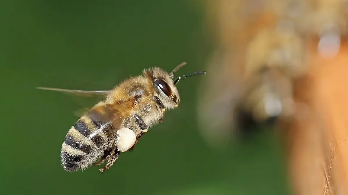 Guna Bee Attack