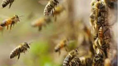 Guna Bee Attack