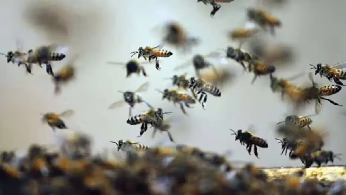 Guna Bee Attack