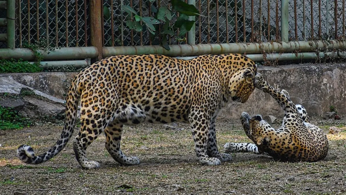 Leopard Deaths in Madhya Pradesh
