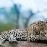 Leopard Deaths in Madhya Pradesh
