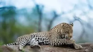 Leopard Deaths in Madhya Pradesh