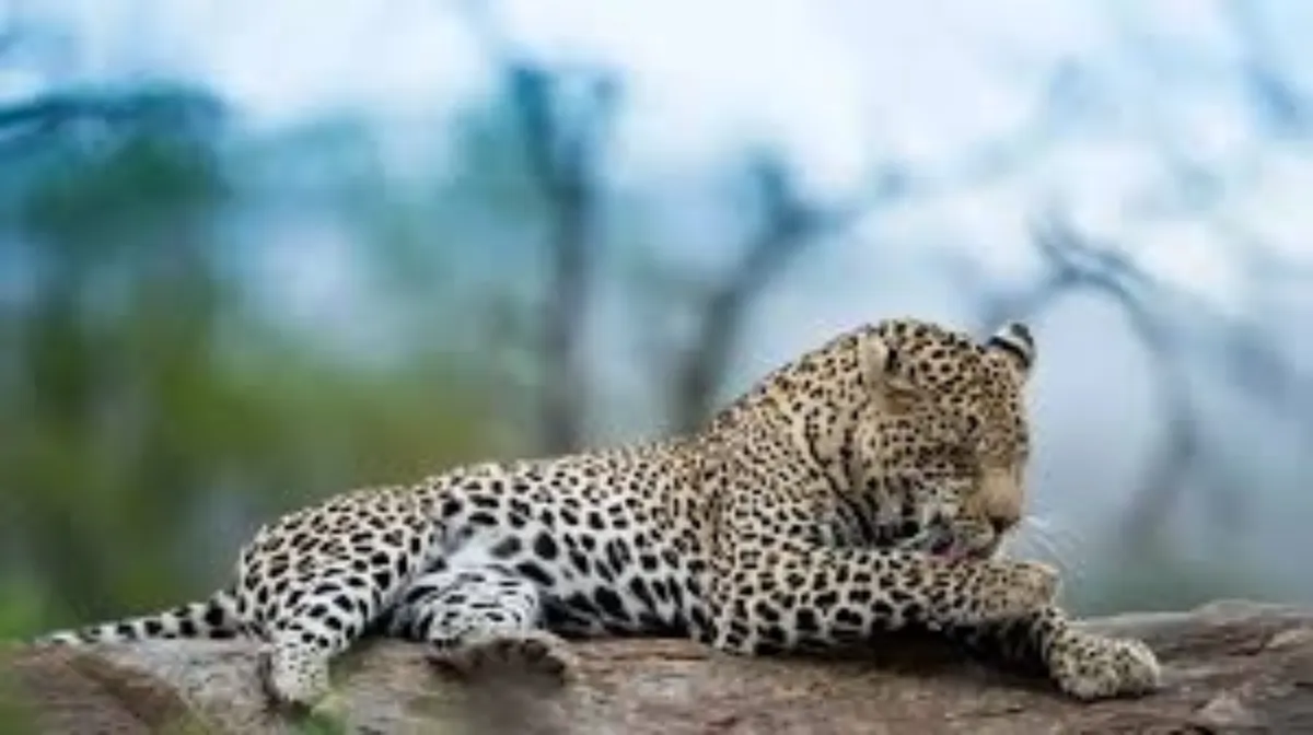 Leopard Deaths in Madhya Pradesh